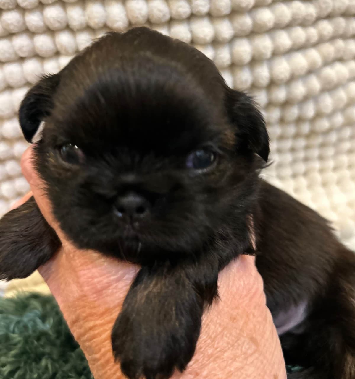 Shih Tzu Puppies breeder image 3