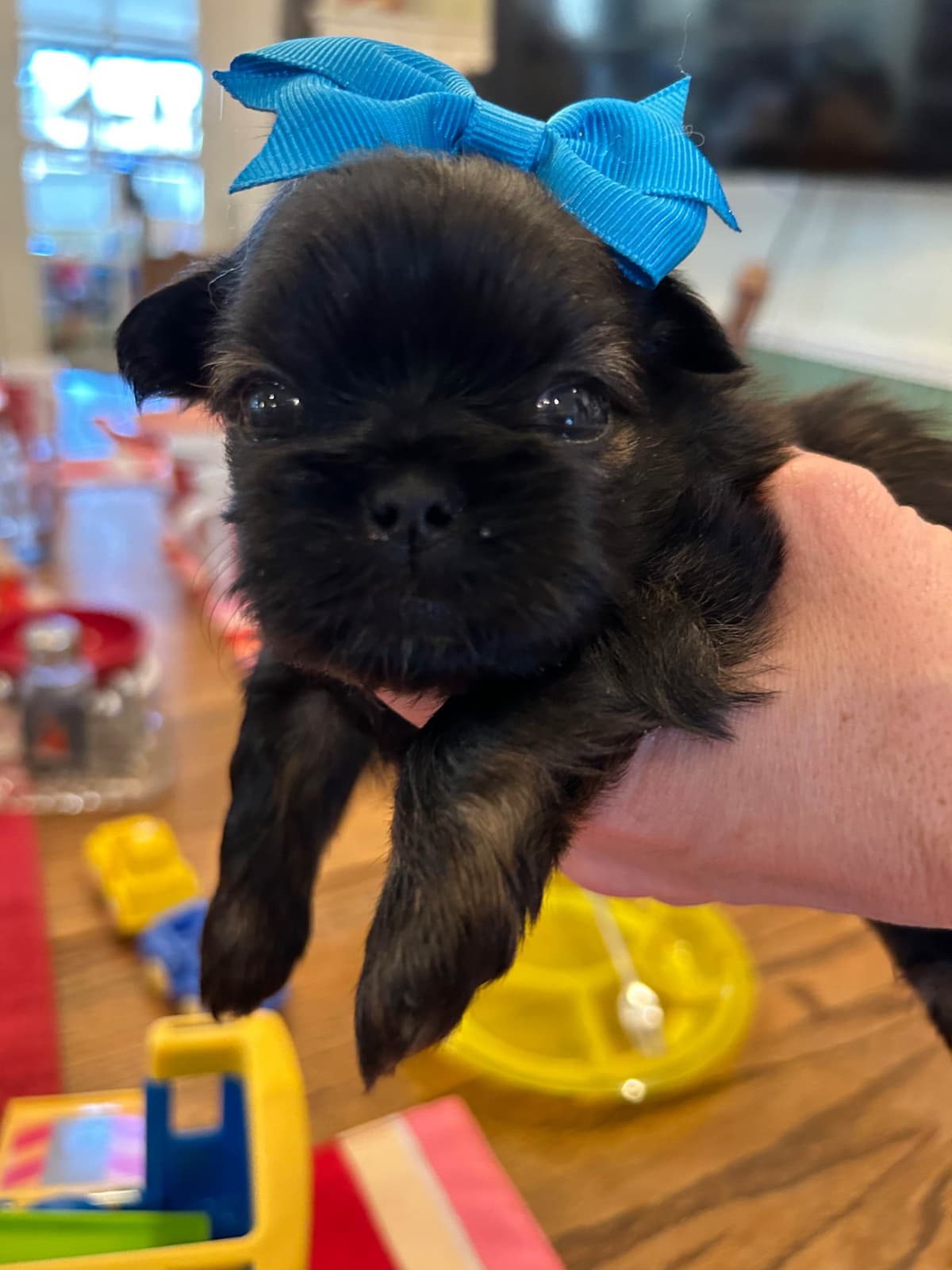 Shih Tzu Puppies breeder image 5