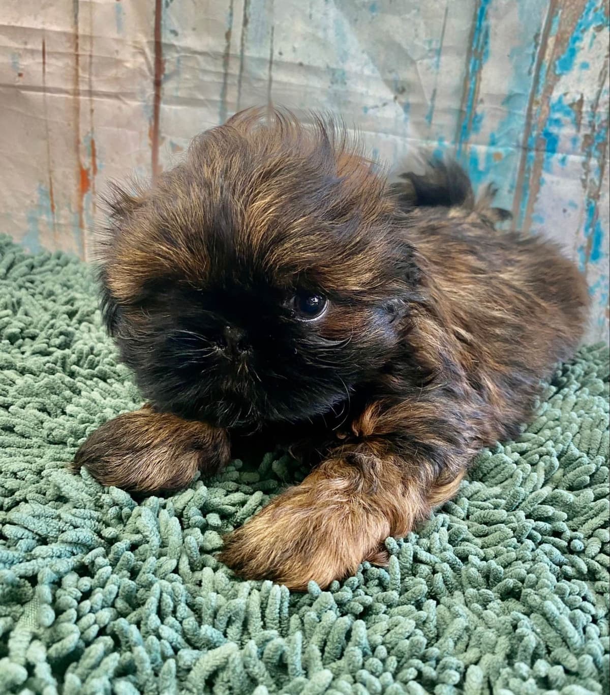 Shih Tzu Puppies breeder image 4