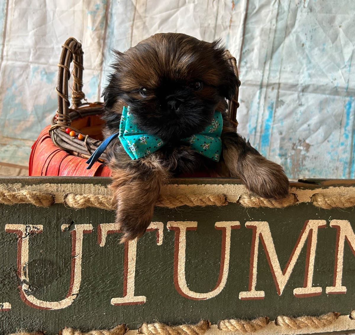Shih Tzu Puppies breeder image 7