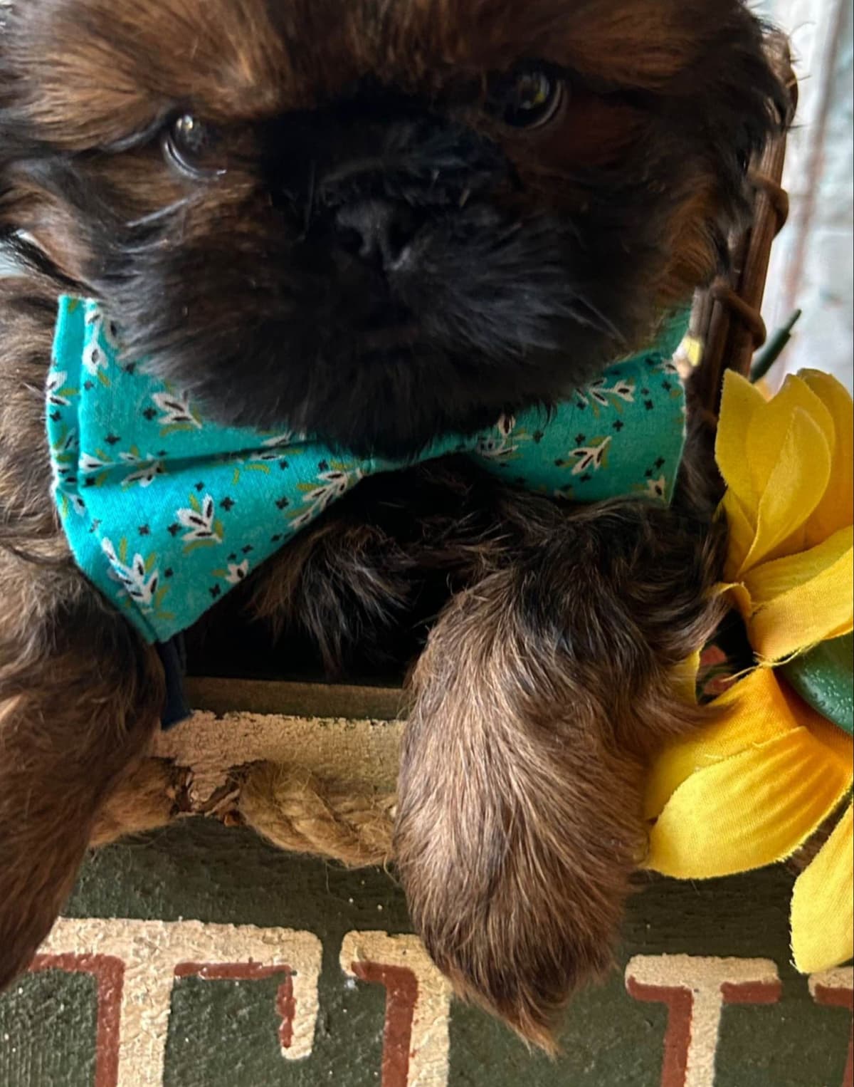 Shih Tzu Puppies breeder image 6