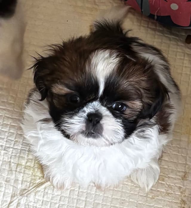 Shih Tzu Puppies media 4
