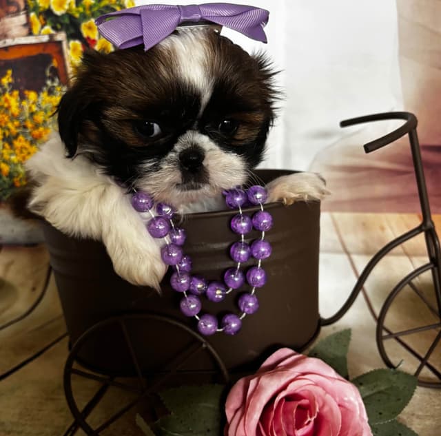 Shih Tzu Puppies media 6