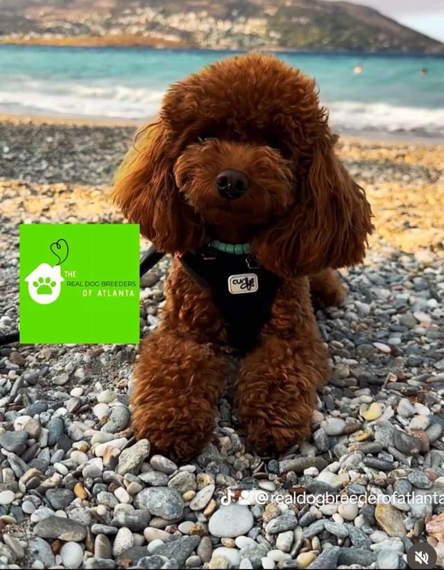 Toy Poodle Female she was Born on Easter media 5