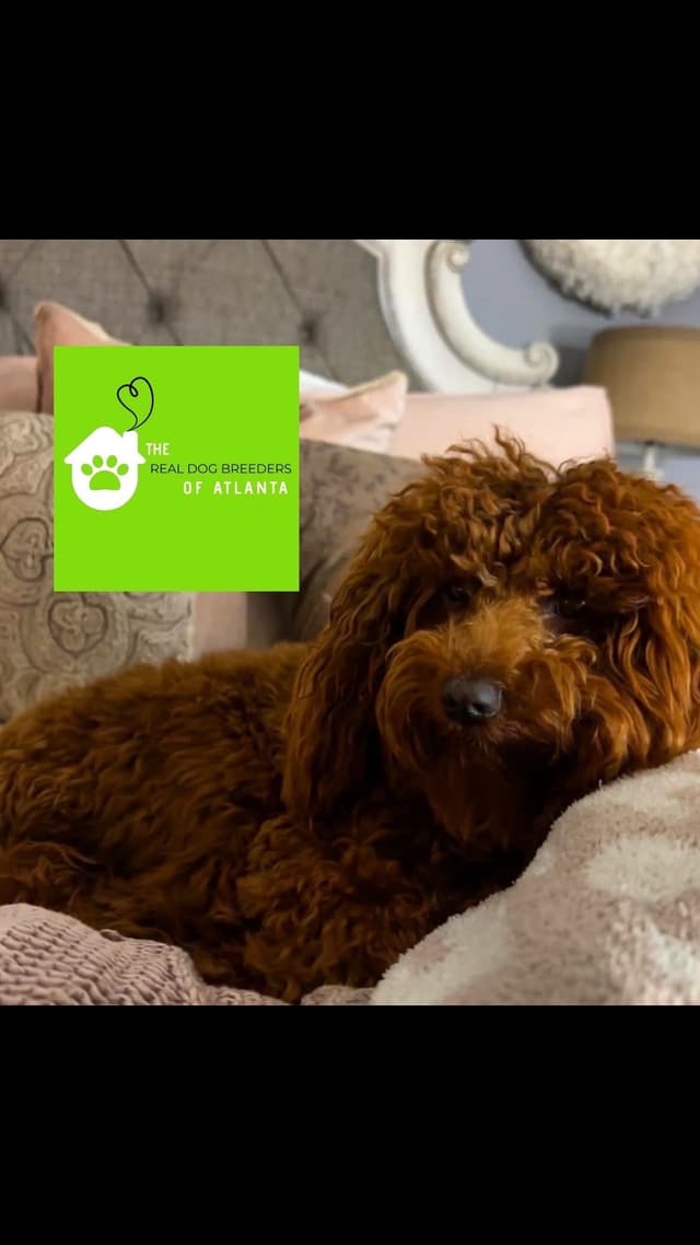Red Poodle Puppies Charting Five -six pounds as a adult media 2