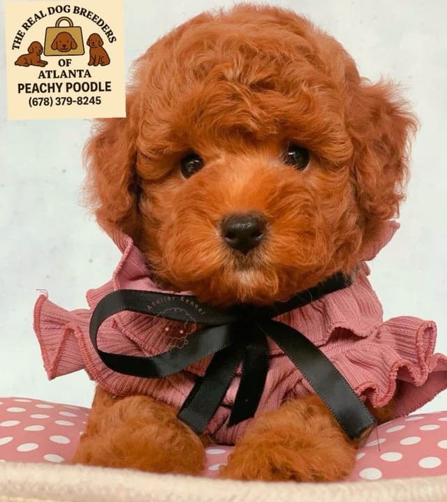 Toy Poodle Female she was Born on Easter media 6