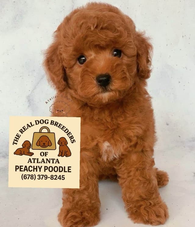 Toy Poodle Female she was Born on Easter media 7