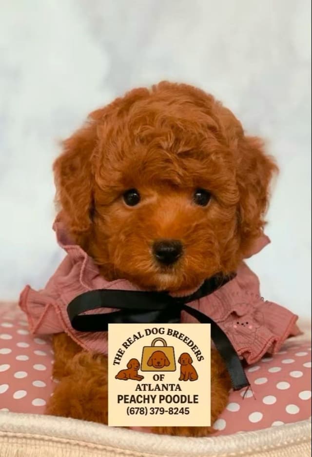 Toy Poodle Female she was Born on Easter media 8