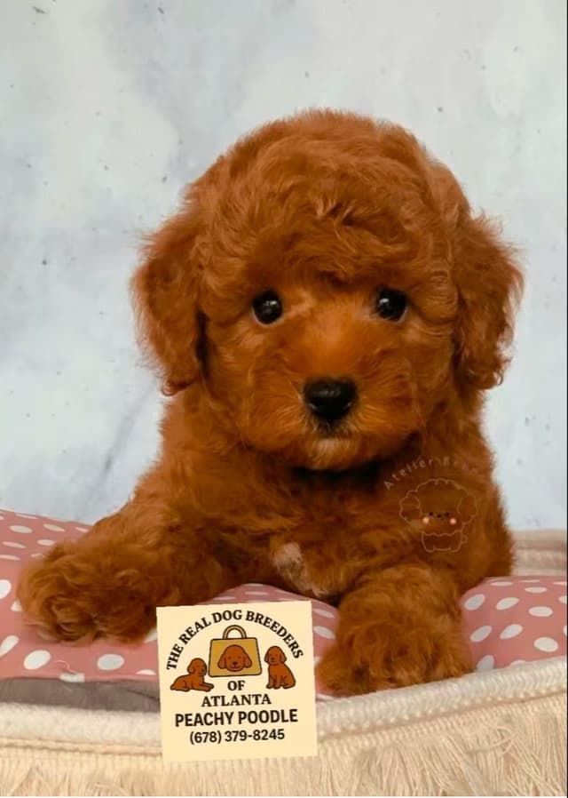 Toy Poodle Female she was Born on Easter media 9