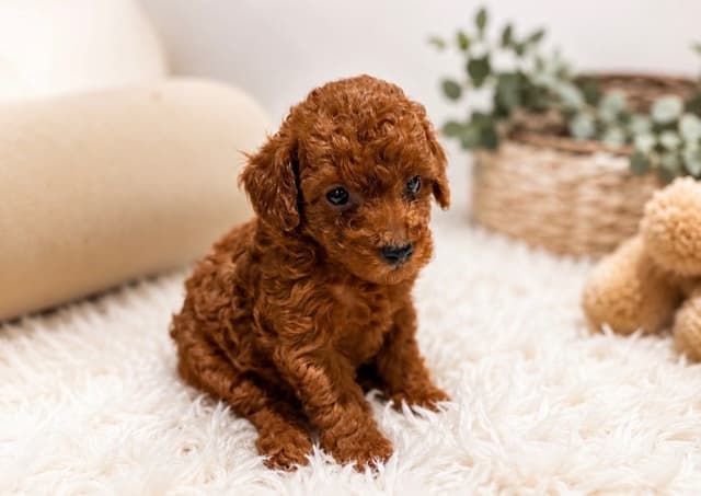 Red Poodle Puppies Charting Five -six pounds as a adult media 6