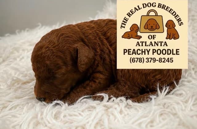 Mini Poodle Puppies media 2