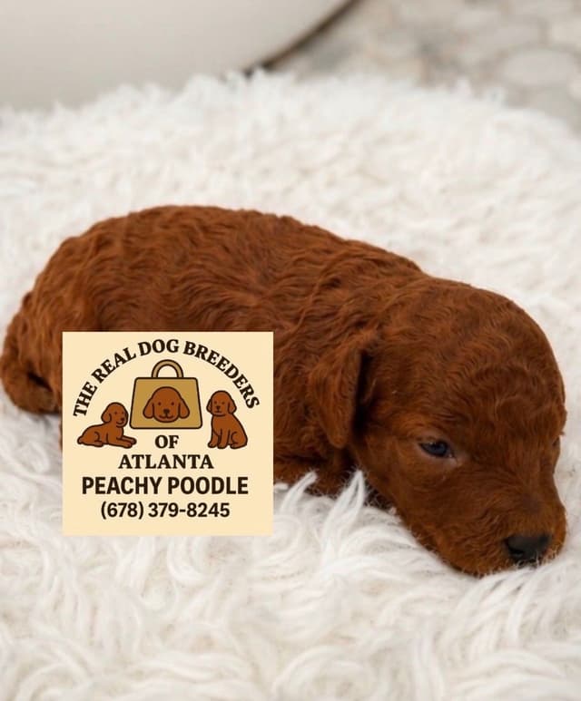 Mini Poodle Puppies media 5