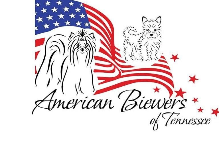 Biewer Terrier Puppies breeder image 2