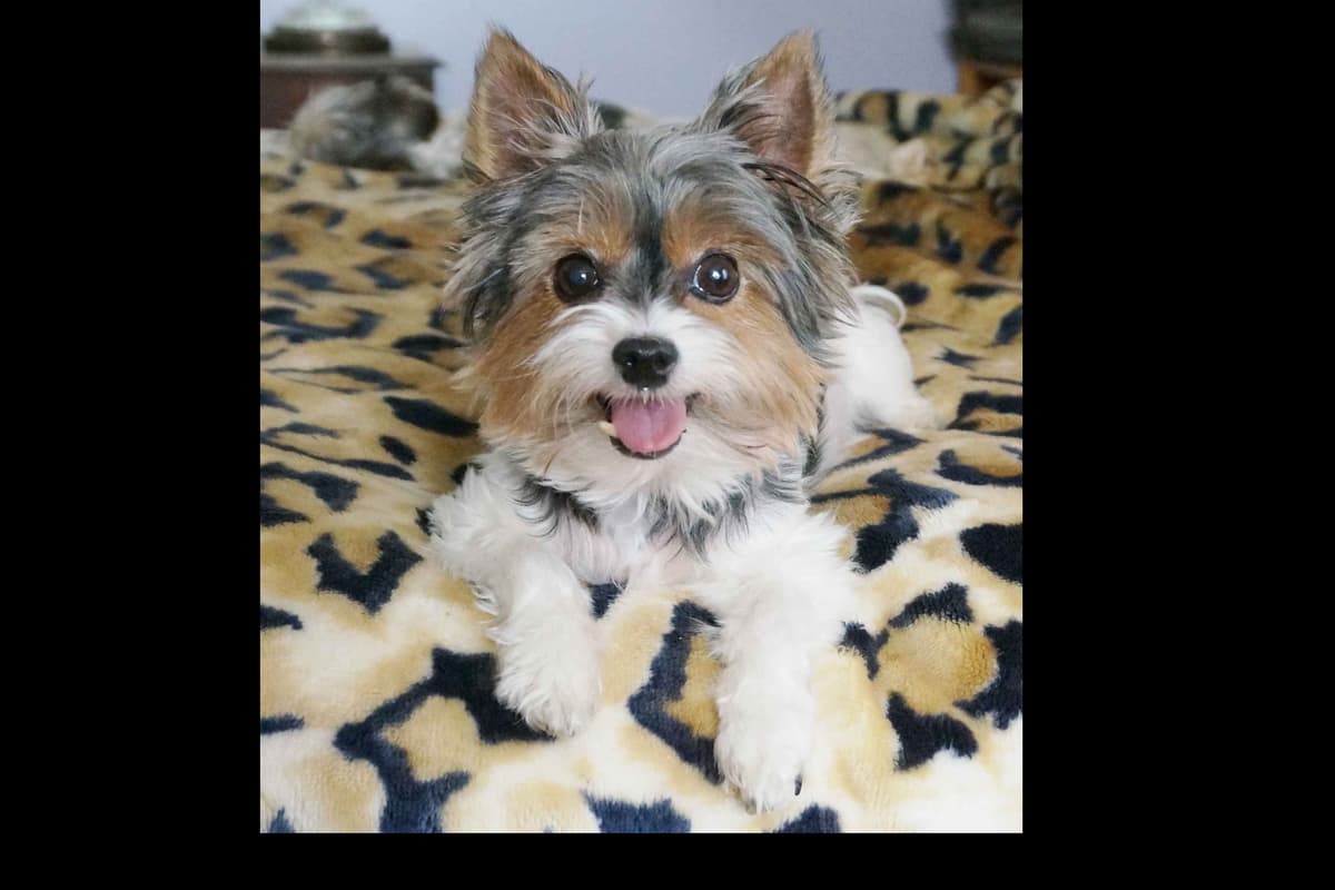 Biewer Terrier Puppies breeder image 1
