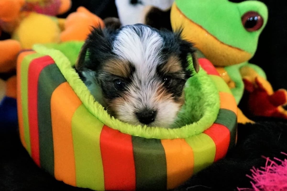 Biewer Terrier Puppies breeder image 7