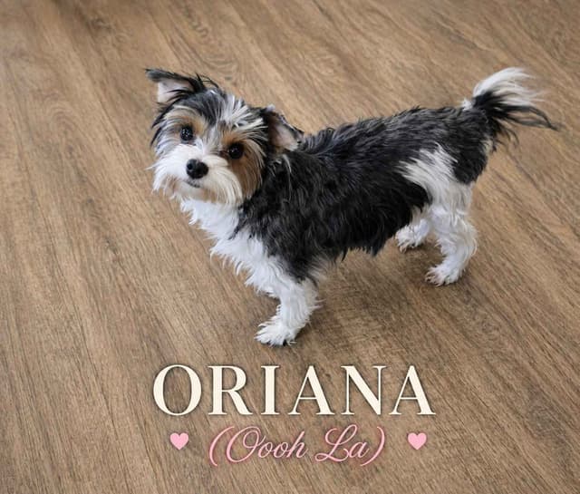 Biewer Terrier Puppies media 2