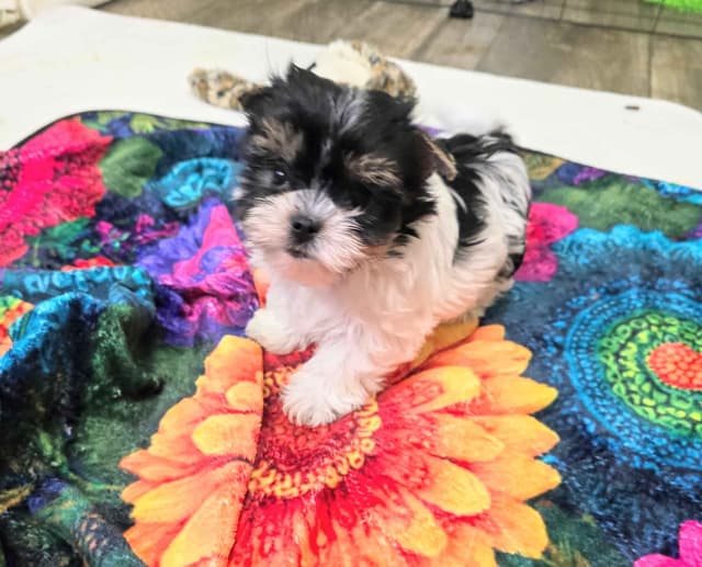 Biewer Terrier Puppies media 5