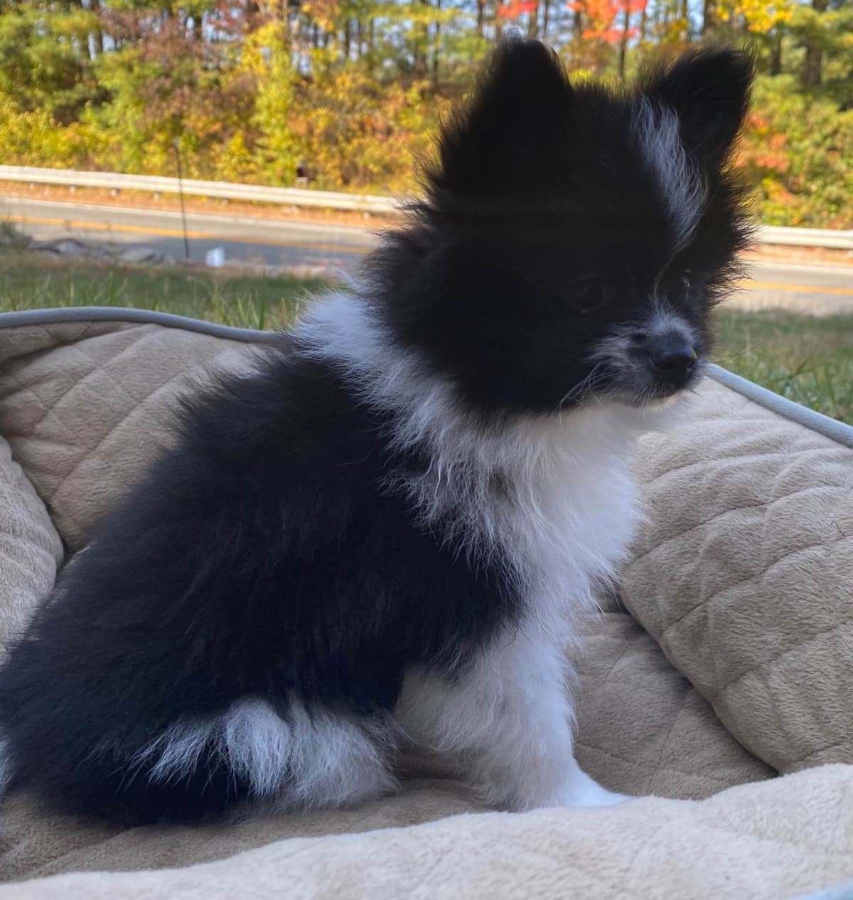Pomeranian Puppies breeder image 5