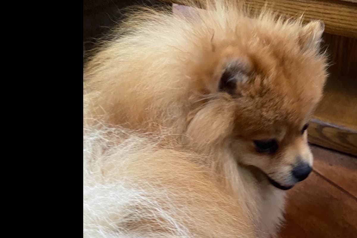 Pomeranian Puppies breeder image 8
