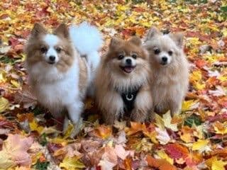 Pomeranian Puppies breeder image 3