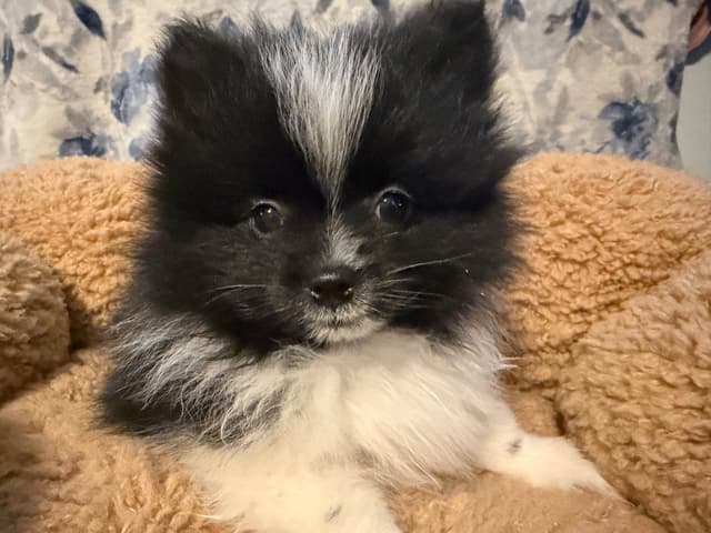 Pomeranian Puppies media 3