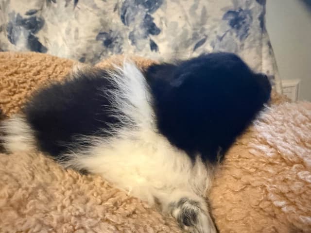 Pomeranian Puppies media 4