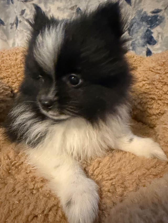 Pomeranian Puppies media 5