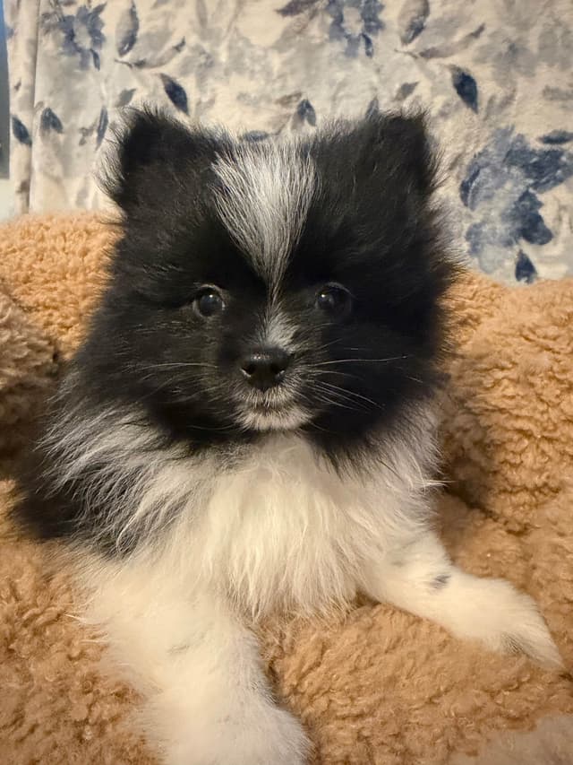 Pomeranian Puppies media 6