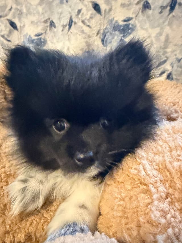 Pomeranian Puppies media 7