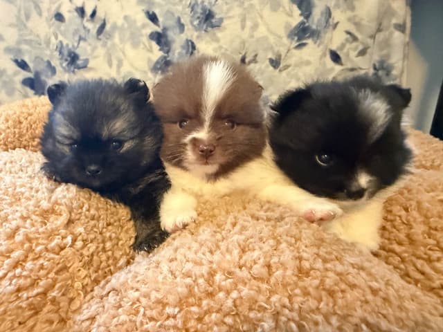 Pomeranian Puppies media 2