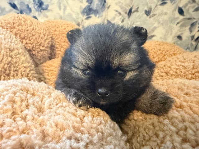 Pomeranian Puppies media 3