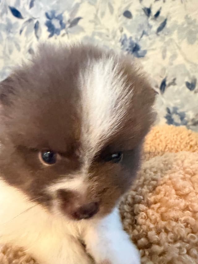 Pomeranian Puppies media 10