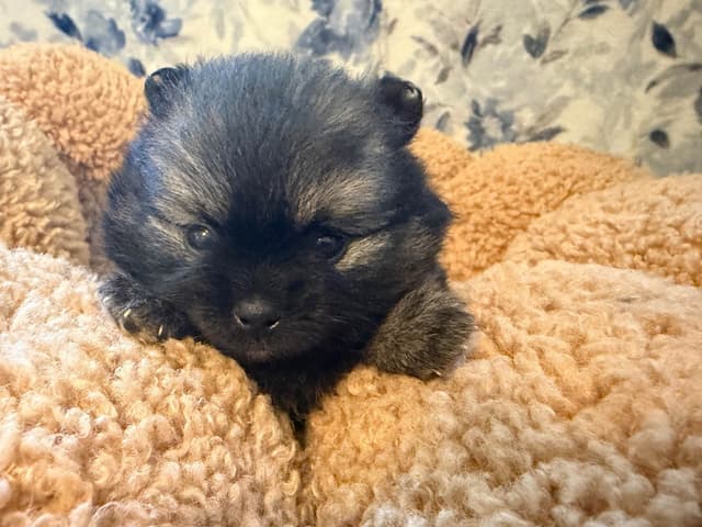 Pomeranian Puppies media 5