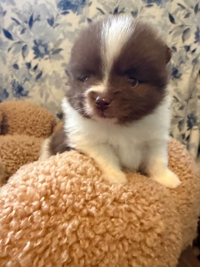 Pomeranian Puppies media 8