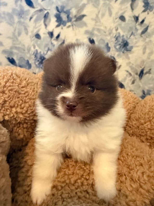 Pomeranian Puppies media 13