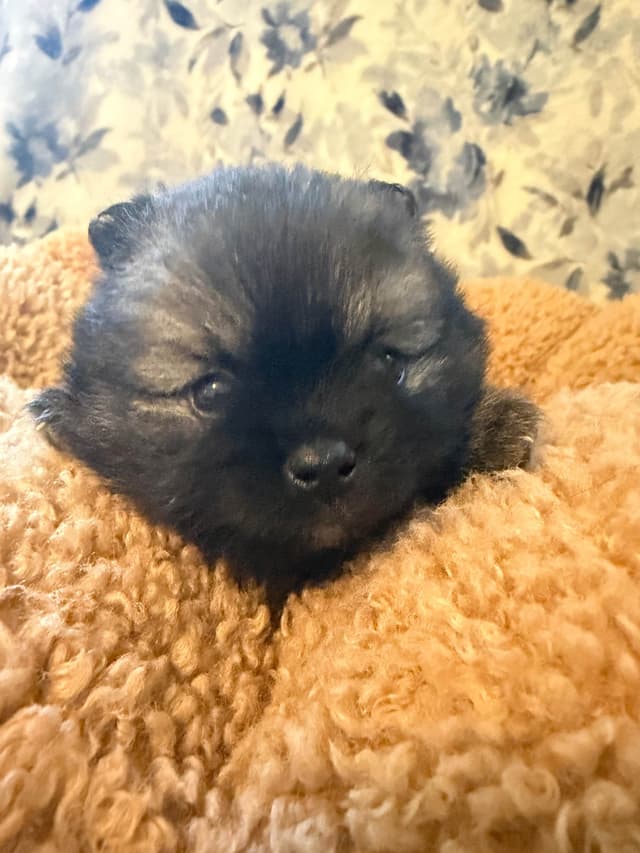 Pomeranian Puppies media 15