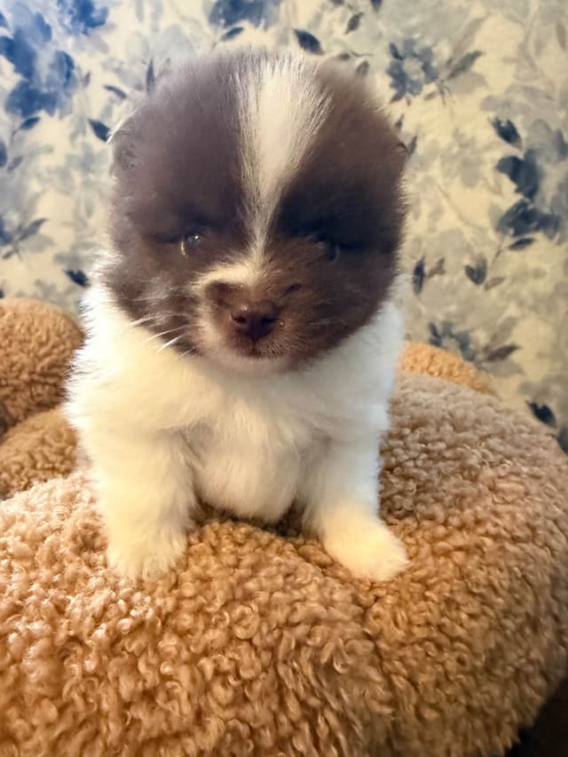 Pomeranian Puppies media 6