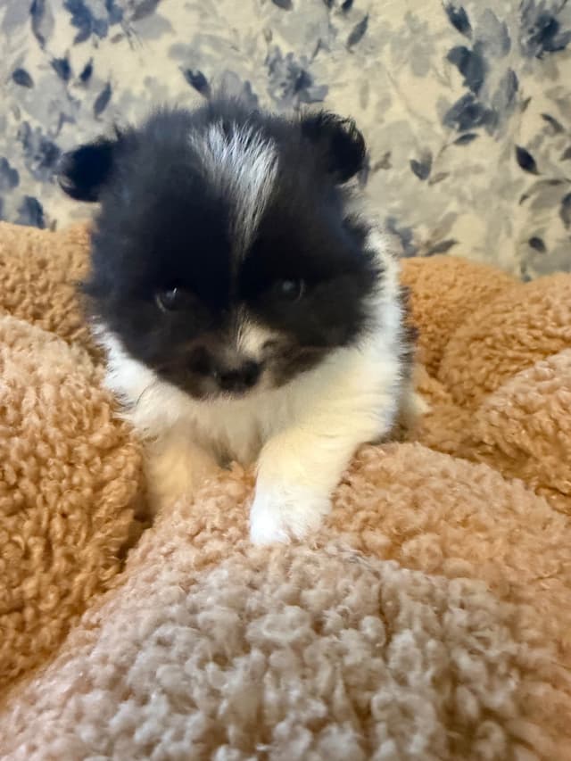 Pomeranian Puppies media 4