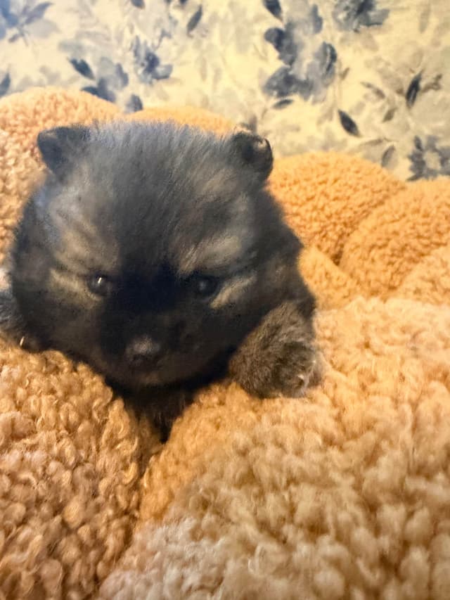 Pomeranian Puppies media 11