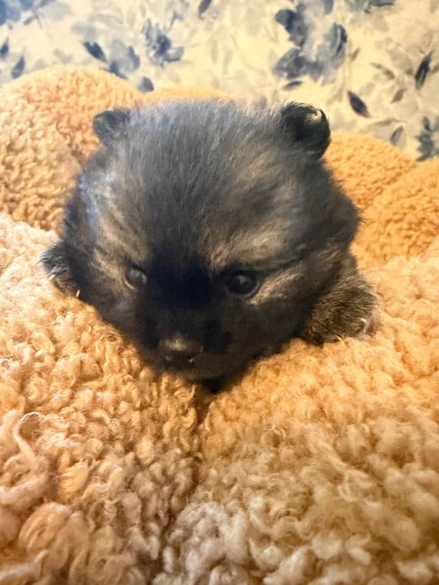 Pomeranian Puppies media 14