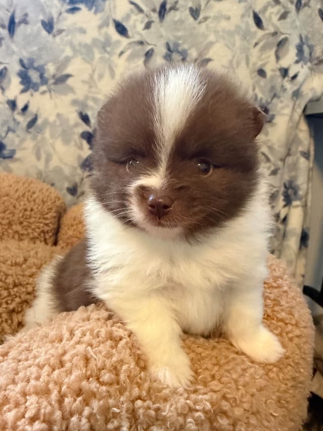 Pomeranian Puppies media 16