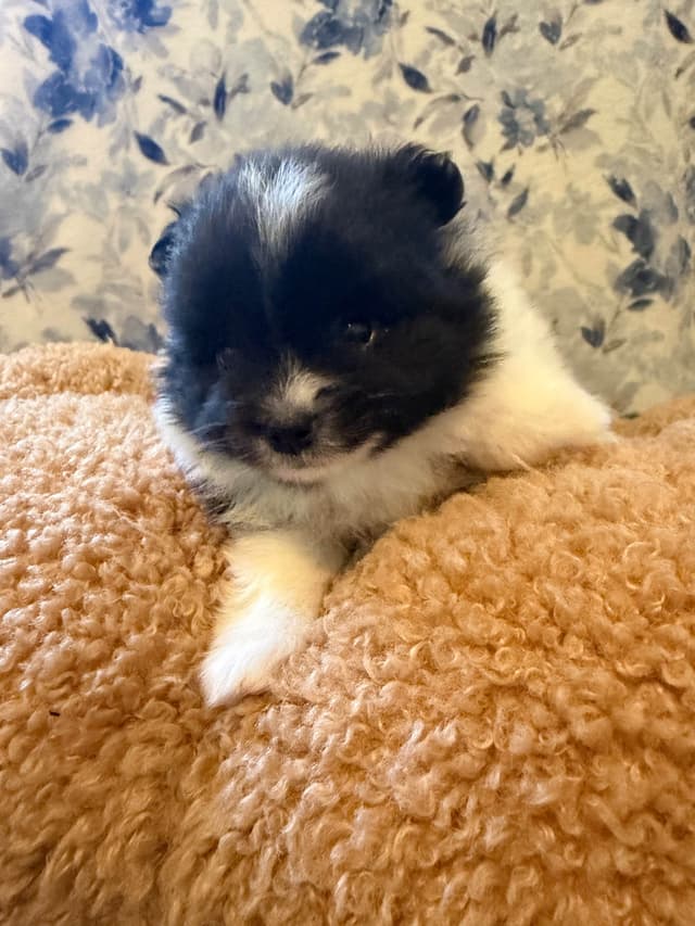 Pomeranian Puppies media 9
