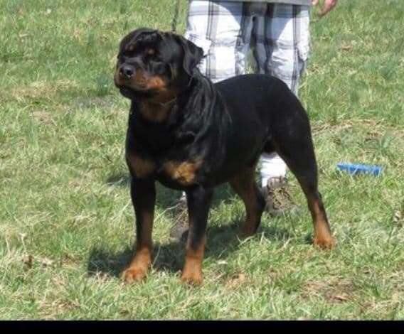 Rottweiler Puppies breeder image 1