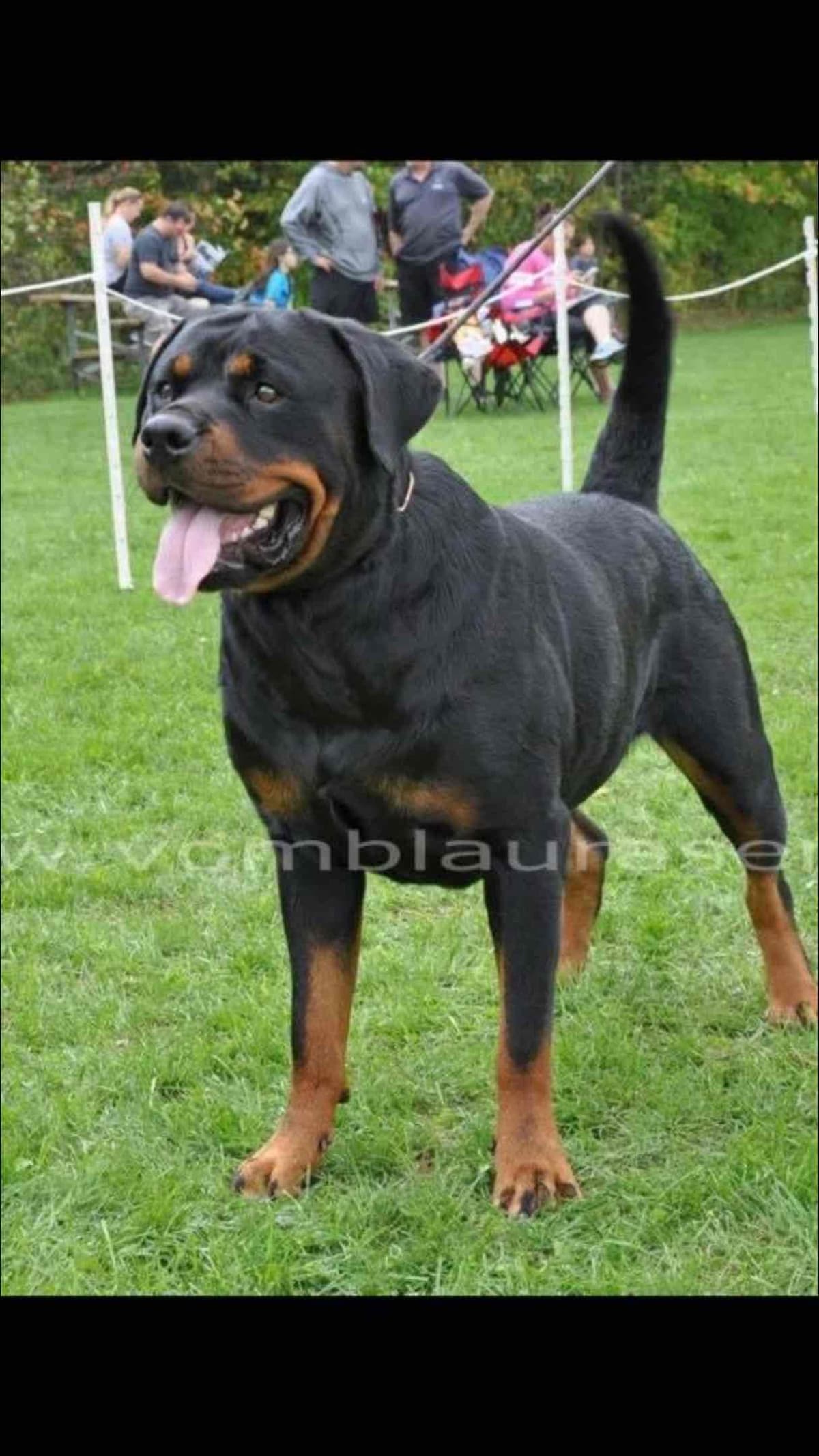 Rottweiler Puppies breeder image 2