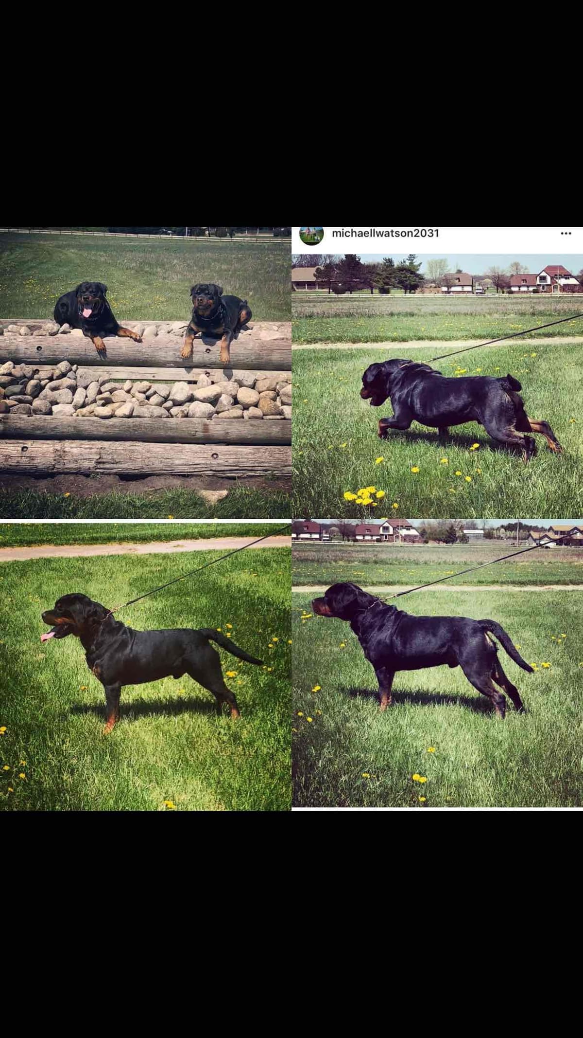 Rottweiler Puppies breeder image 5