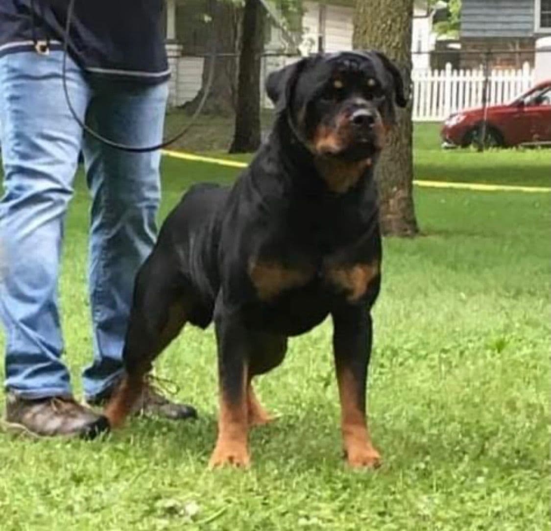 Rottweiler Puppies breeder image 6