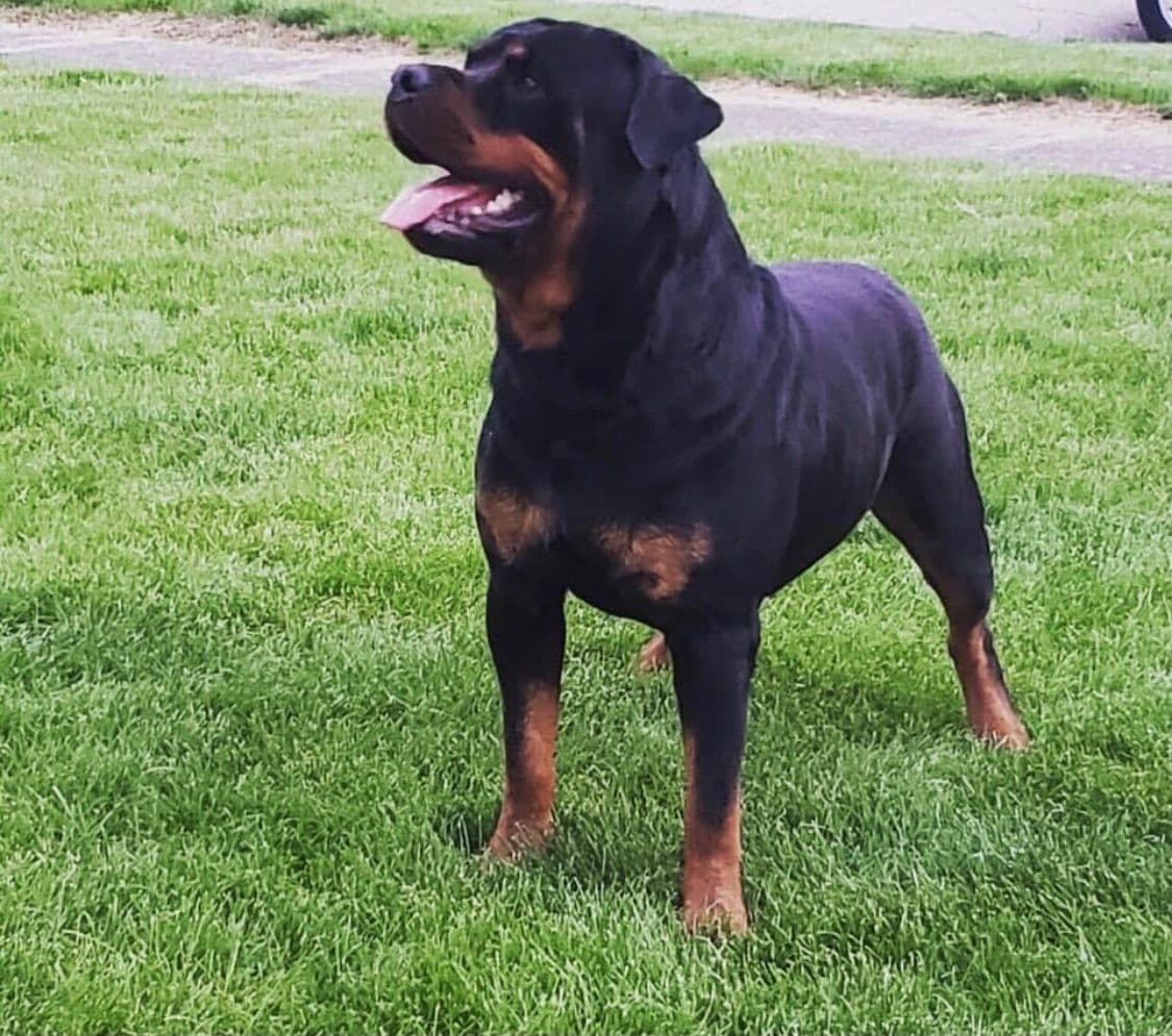 Rottweiler Puppies breeder image 8