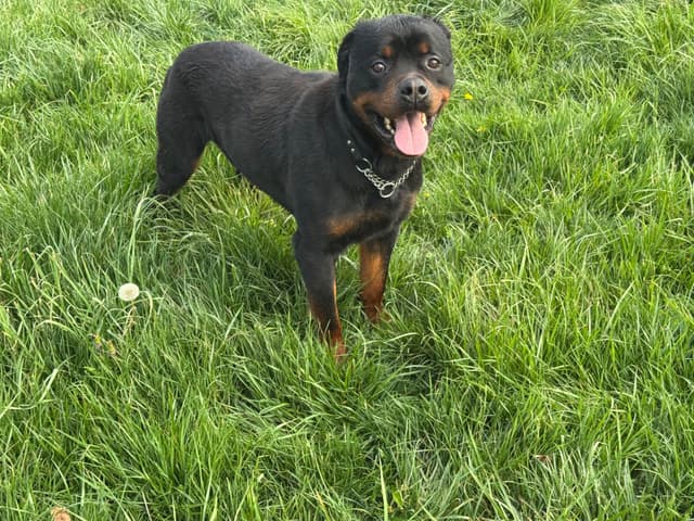 Rottweiler Puppies media 3