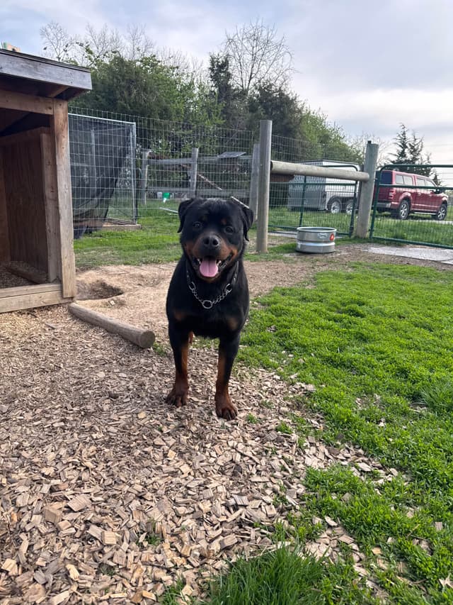 Rottweiler Puppies media 5