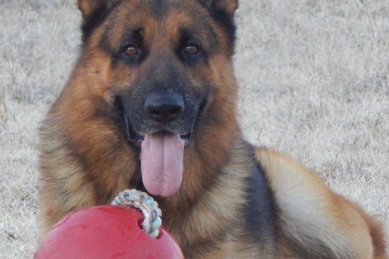 German Shepherd Dog Puppies breeder image 1